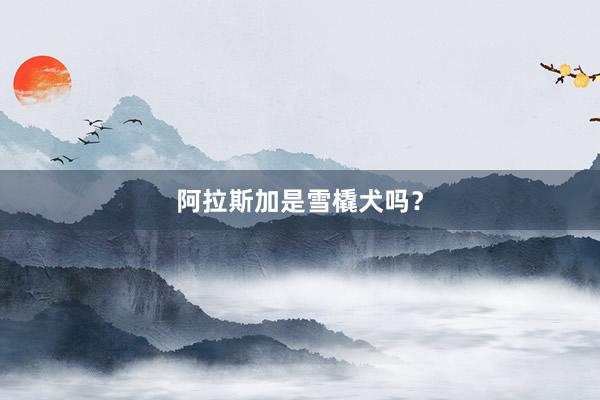 阿拉斯加是雪橇犬吗？